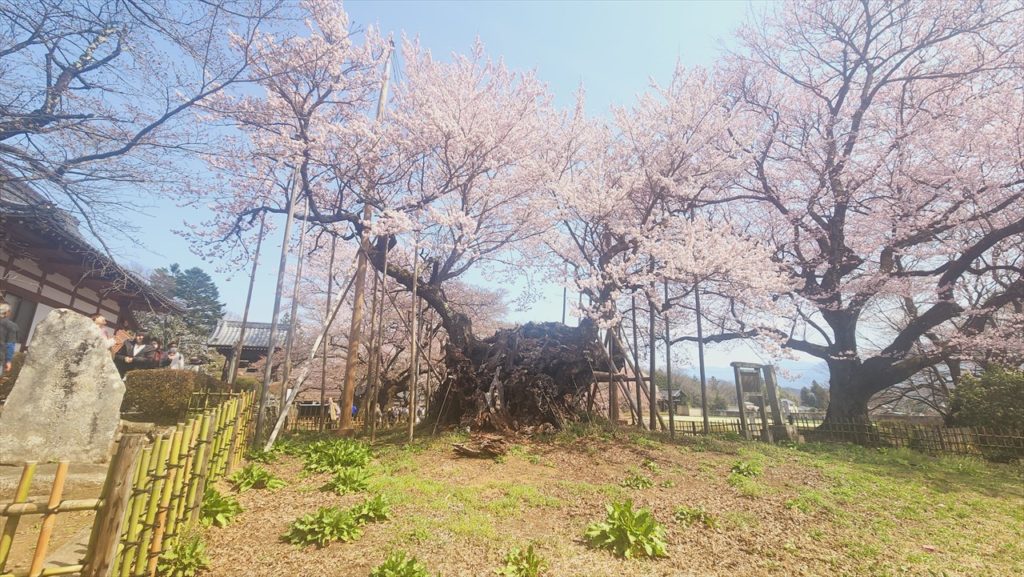 樹齢二千年、日本一の桜（神代桜）が生きる実相寺への奉納
